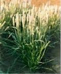 Psyllium
